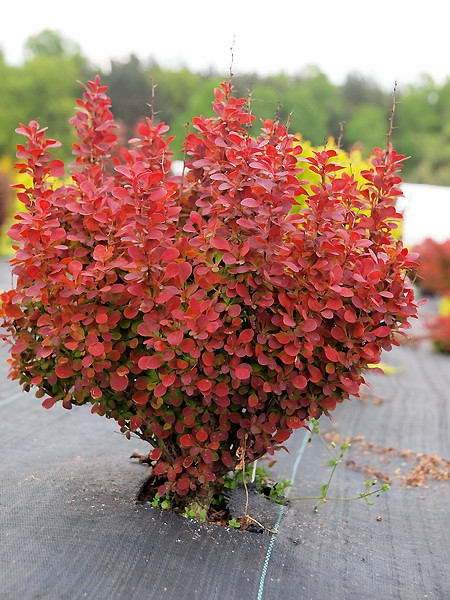Berberis thunbergii 'Orange Tower'